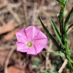 Convolvulus angustissimus (Pink Bindweed) at City Renewal Authority Area - 24 Jan 2023 by trevorpreston