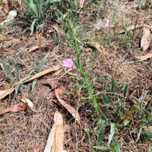 Convolvulus angustissimus at Lyneham, ACT - 24 Jan 2023