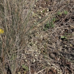 Rutidosis leiolepis (Monaro Golden Daisy) at Cooma Grasslands Reserves - 21 Nov 2018 by AndyRoo