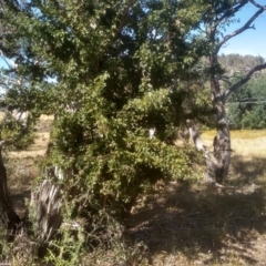 Crataegus monogyna (Hawthorn) at Cooma North Ridge Reserve - 23 Jan 2023 by mahargiani