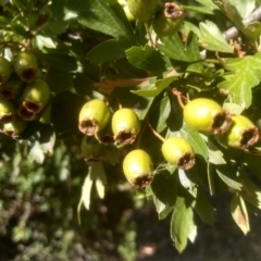 Crataegus monogyna at Cooma, NSW - 24 Jan 2023