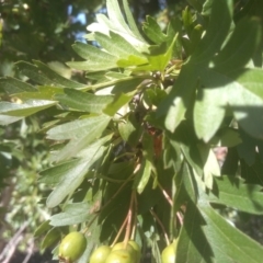 Crataegus monogyna at Cooma, NSW - 24 Jan 2023