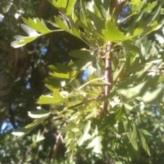 Crataegus monogyna at Cooma, NSW - 24 Jan 2023