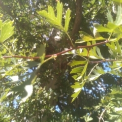 Crataegus monogyna at Cooma, NSW - 24 Jan 2023