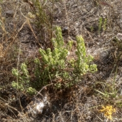 Persoonia rigida (Hairy Geebung) at Cooma, NSW - 24 Jan 2023 by mahargiani