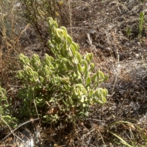 Persoonia rigida at Cooma, NSW - 24 Jan 2023