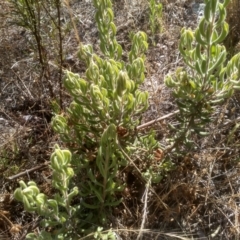 Persoonia rigida at Cooma, NSW - 24 Jan 2023 10:32 AM