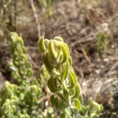 Persoonia rigida at Cooma, NSW - 24 Jan 2023