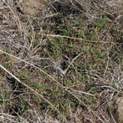 Rutidosis leiolepis at Cooma, NSW - 21 Nov 2018