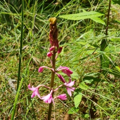 Dipodium roseum (Rosy Hyacinth Orchid) at Tidbinbilla Nature Reserve - 24 Jan 2023 by Mike