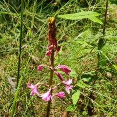 Dipodium roseum (Rosy Hyacinth Orchid) at Paddys River, ACT - 24 Jan 2023 by Mike