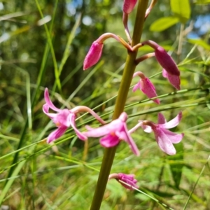 Dipodium roseum at Paddys River, ACT - 24 Jan 2023