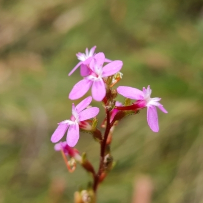 Stylidium (genus) (Trigger Plant) at Paddys River, ACT - 24 Jan 2023 by Mike