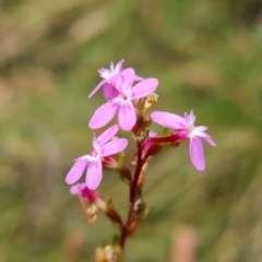 Stylidium sp. (Trigger Plant) at Paddys River, ACT - 24 Jan 2023 by Mike