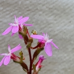 Stylidium sp. at Paddys River, ACT - 24 Jan 2023 11:24 AM