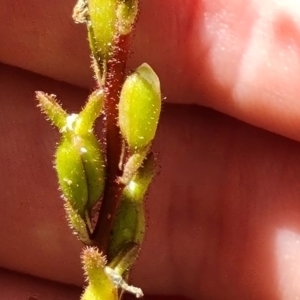 Stylidium sp. at Paddys River, ACT - 24 Jan 2023