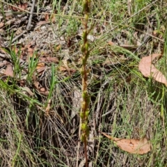 Stylidium sp. at Paddys River, ACT - 24 Jan 2023