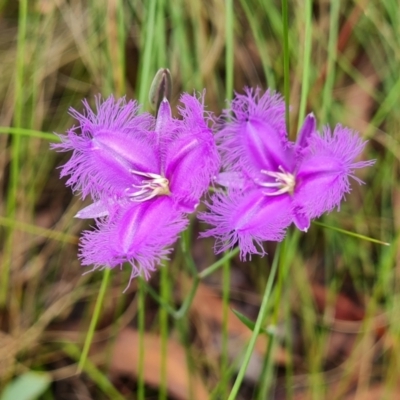 Thysanotus tuberosus subsp. tuberosus (Common Fringe-lily) at Tidbinbilla Nature Reserve - 24 Jan 2023 by Mike