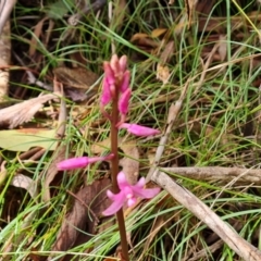 Dipodium roseum (Rosy Hyacinth Orchid) at Paddys River, ACT - 24 Jan 2023 by Mike