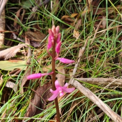 Dipodium roseum (Rosy Hyacinth Orchid) at Tidbinbilla Nature Reserve - 24 Jan 2023 by Mike