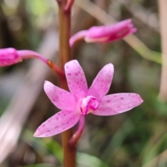 Dipodium roseum at Paddys River, ACT - 24 Jan 2023