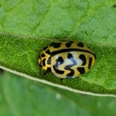 Cleobora mellyi (Southern Ladybird) at Tidbinbilla Nature Reserve - 24 Jan 2023 by Mike