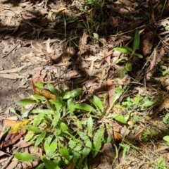 Plantago debilis (Shade Plantain) at Tidbinbilla Nature Reserve - 24 Jan 2023 by Mike