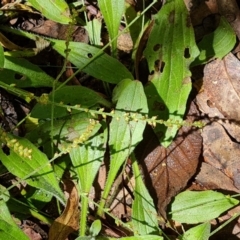 Plantago debilis at Paddys River, ACT - 24 Jan 2023