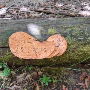 zz Polypore (shelf/hoof-like) at Paddys River, ACT - 24 Jan 2023