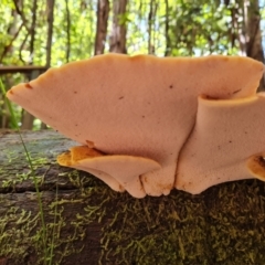 zz Polypore (shelf/hoof-like) at Paddys River, ACT - 24 Jan 2023