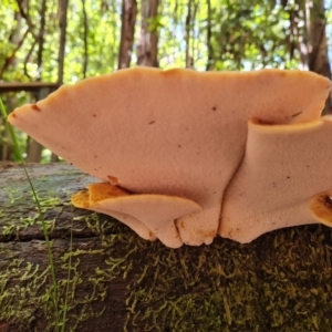 zz Polypore (shelf/hoof-like) at Paddys River, ACT - 24 Jan 2023