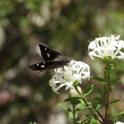 Mesodina halyzia (Eastern Iris-skipper) at Wingecarribee Local Government Area - 21 Jan 2023 by GlossyGal