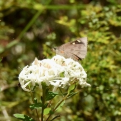 Mesodina halyzia at Mittagong, NSW - 21 Jan 2023