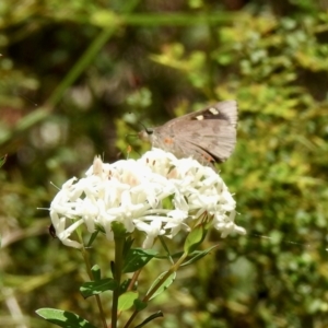 Mesodina halyzia at Mittagong, NSW - 21 Jan 2023