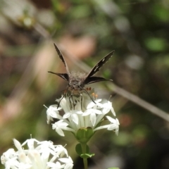 Mesodina halyzia at Mittagong, NSW - 21 Jan 2023