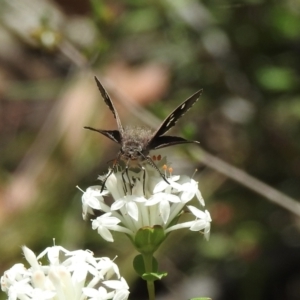 Mesodina halyzia at Mittagong, NSW - 21 Jan 2023