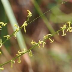 Stackhousia viminea (Slender Stackhousia) at Cotter River, ACT - 21 Jan 2023 by RAllen