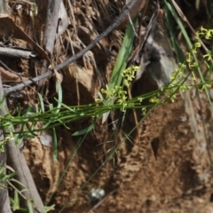 Stackhousia viminea at Cotter River, ACT - 21 Jan 2023