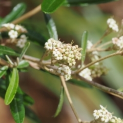 Astrotricha ledifolia (Common Star-hair) at Namadgi National Park - 21 Jan 2023 by RAllen