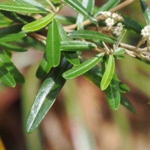 Astrotricha ledifolia at Cotter River, ACT - 21 Jan 2023