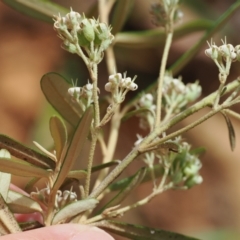 Astrotricha ledifolia at Cotter River, ACT - 21 Jan 2023