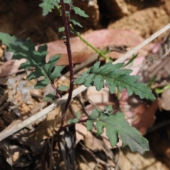 Arrhenechthites mixtus (Purple Fireweed) at Namadgi National Park - 21 Jan 2023 by RAllen