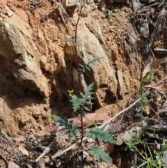 Arrhenechthites mixtus at Cotter River, ACT - 21 Jan 2023