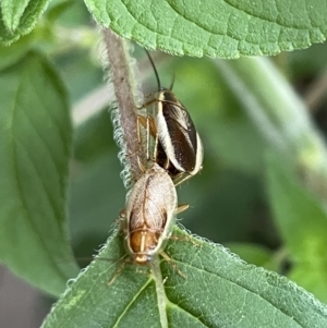 Balta bicolor at Lyneham, ACT - 23 Jan 2023