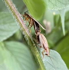 Balta bicolor at Lyneham, ACT - suppressed