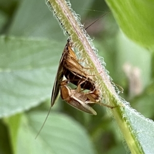 Balta bicolor at Lyneham, ACT - suppressed