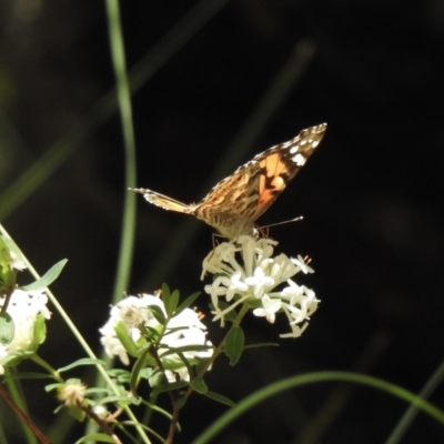 Vanessa kershawi (Australian Painted Lady) at Mittagong - 21 Jan 2023 by GlossyGal