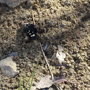 Phalaenoides tristifica at Jerrabomberra, ACT - 20 Jan 2023