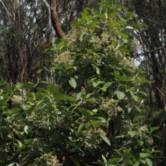 Olearia argophylla at Cotter River, ACT - 21 Jan 2023 03:37 PM