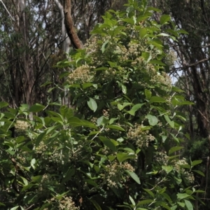 Olearia argophylla at Cotter River, ACT - 21 Jan 2023